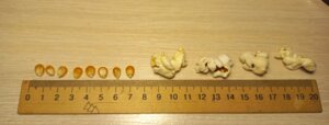 Насіння Кукурудзи Попкорн всхожість 99% оптова ціна 55 грн від 25 кг